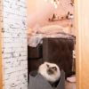 Katzenbett aus Filz mit Ohren
